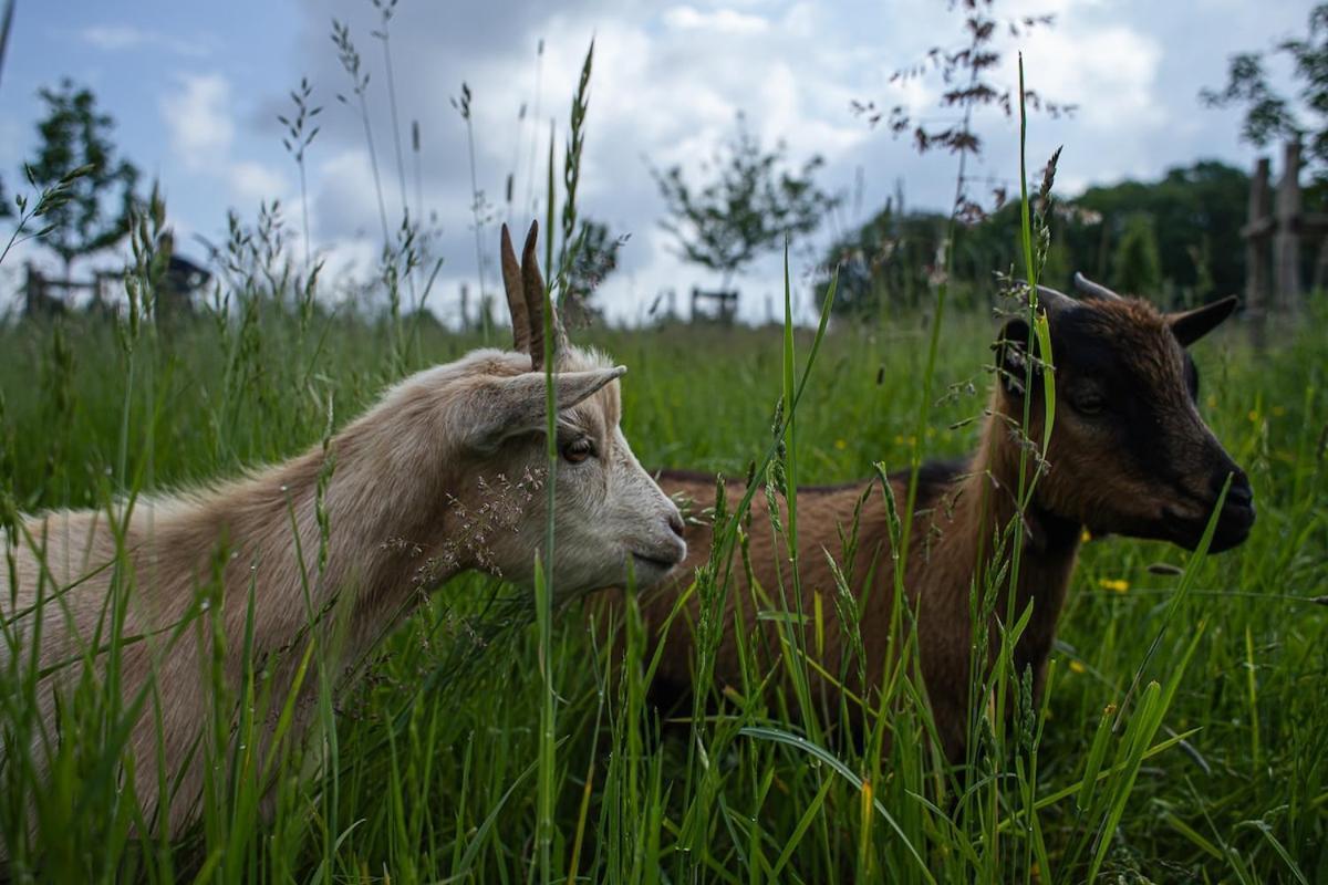 Nuit *é* Toilée à La Ferme Du Petit Puyaume Campo de lujo